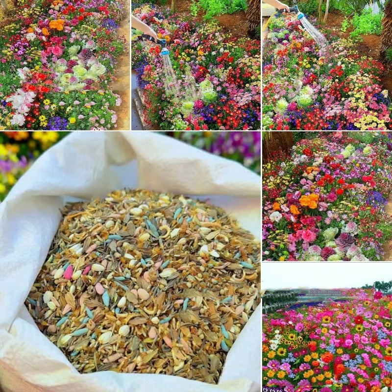 Purpleflower Holly Leaf Cold-resistant Drought-resistant Grass Garden Mixed Wildflower Seeds