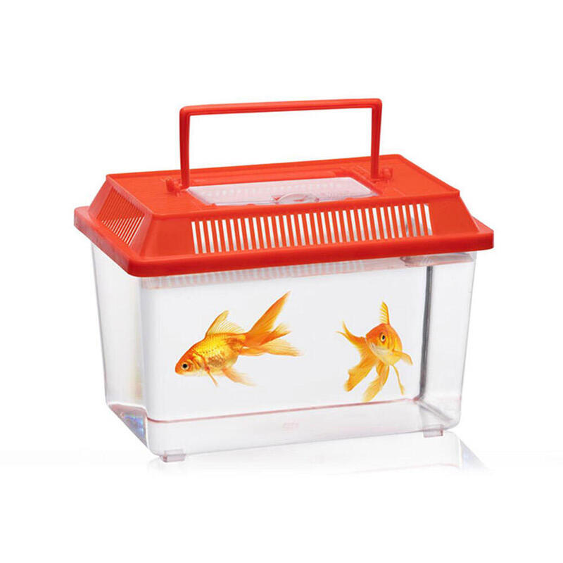 Box Insectos Colours Surtidos